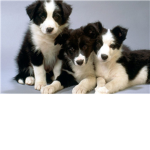 We Luv Animals!