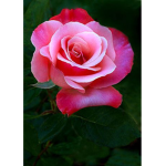 Rose clothing INK