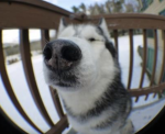 BonkDoge Paradise