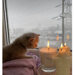 Cats_are_cool!