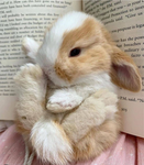 Chanel'z Bunny'z. . ・.・.!