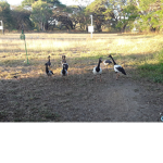 Geese liking group