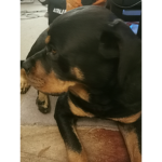 Rottweiler fam