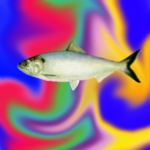 Funky Fish