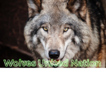 Wolves United Nation