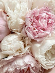 ʚ auras ɞ