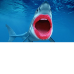 The Sharks Kingdom
