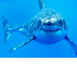 Survive the killer shark