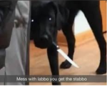 Mess with lab get the stab
