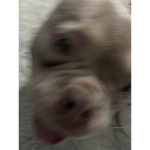 Spyces