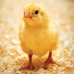 rise up step-chickens