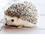 Hedgehog group hii to