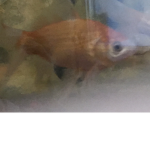 Fishy gang :P