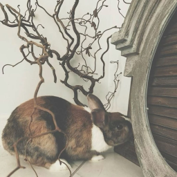 ˗ˏˋ ★ ˎˊ˗