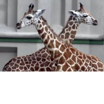 Giraffe Gamerz