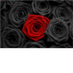 :BLACK ROSES: