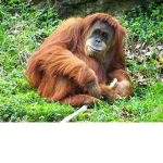 -United States Orangutan Combat Coalition-