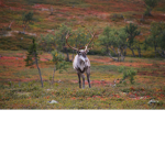 The great norrland group