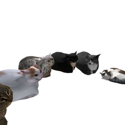 Meow #cat meet up