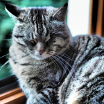 team cat(chat)