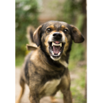 #DogAttackNation