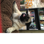 Unicorn pug tem