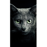 Kitty squad group