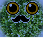 bush bush baby