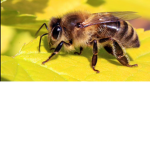 Welcome bee's