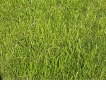 Atlas Brand Grass.