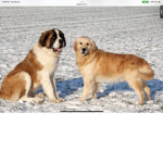 Saint Bernard and golden retriever’s
