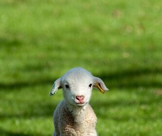 Lamb army