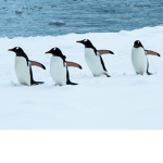 Penguin cool clothing