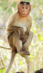 spider monkey 2