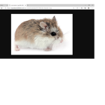 nugget the hamster fan group