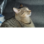 My cat billy