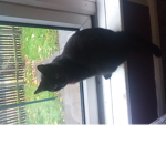 Le kitkatz