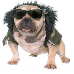 Cool Dog bros
