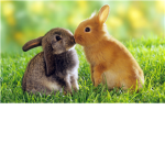 Stop Animal-Cruelty Now