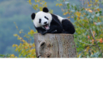 Pandziory