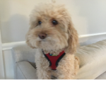Puppies are so cute!