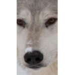 the wolfs hang out
