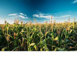 Mythic Farming Incorporation