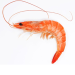 Shrimpipus Nation