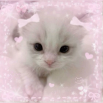 -meow meow. !!