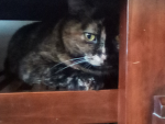 A cat in the window