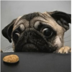“Pug Squad”