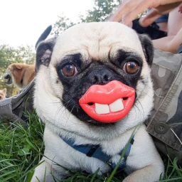 pug land