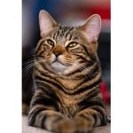 #popcatarmyisthebest