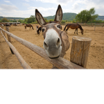 DONKEY fRiEnDs